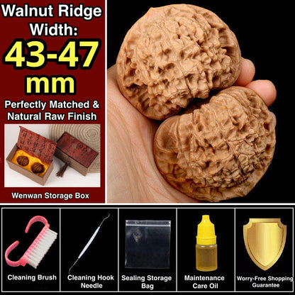 Wang Yong Guanmao Hand-Turning Walnuts| Mindful Stress Relief Pair