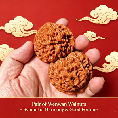 Practice Wenwan Walnut Pair for Beginners | Mindful Stress Relief Pair
